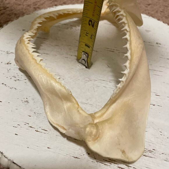 Shark teeth - Picture 7 of 7